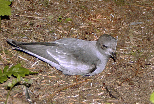 ����� �������